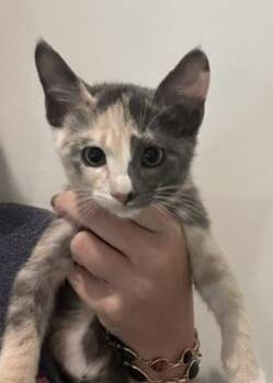 Poppy Popcorn -  Domestic Short Hair and Calico Cat for Adoption in Dallas, Texas - Poppy Popcorn | PetCurious
