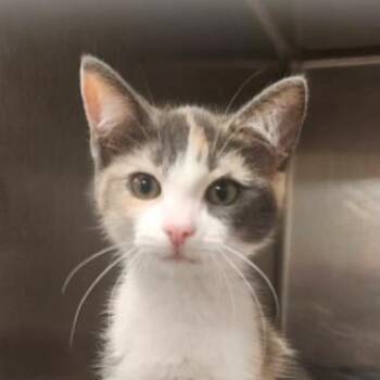 Saralynn Tarkitty -  Domestic Short Hair Cat for Adoption in Merrifield, Virginia - Saralynn Tarkitty | PetCurious