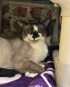 Rescue Domestic Short Hair Cats for Adoption in Juneau, Alaska - Stud | PetCurious