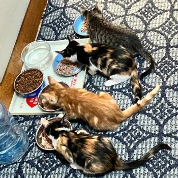 Pillbug -  Domestic Short Hair Cat for Adoption in Incline Village, Nevada - Pillbug | PetCurious