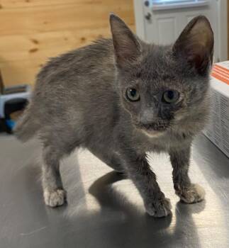 Robin -  Domestic Short Hair Cat for Adoption in Cumming, Georgia - Robin | PetCurious