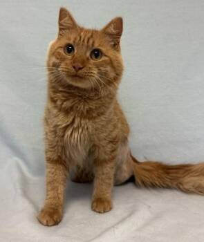 Rescue Domestic Long Hair Cats for Adoption in Buffalo, Minnesota - Margarita | PetCurious