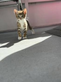 Rescue American Shorthair Cats for Adoption in Town 