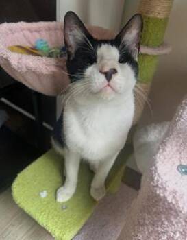 Wadiya -  Domestic Short Hair and Tuxedo Cat for Adoption in San Francisco, California - Wadiya | PetCurious
