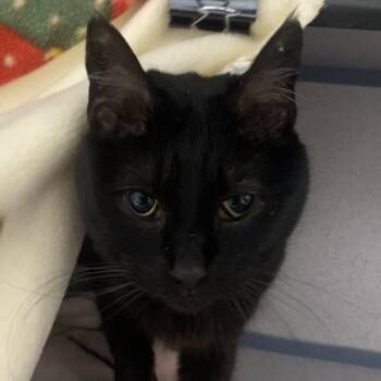 Domestic Short Hair Cats Available for Adoption - Kai | PetCurious