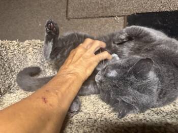 Teddy -  Russian Blue Cat for Adoption in Lee