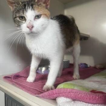 Shirley Temple -  Domestic Short Hair Cat for Adoption in Hutchinson, Minnesota - Shirley Temple | PetCurious