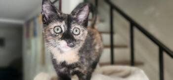 CocoPuff -  Domestic Short Hair Cat for Adoption in Richmond, Virginia - CocoPuff | PetCurious