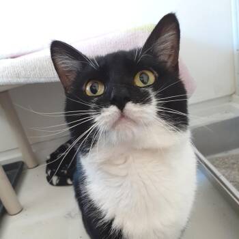 Domestic Short Hair Cats Available for Adoption in Pittsburgh, Pennsylvania - Mac | PetCurious