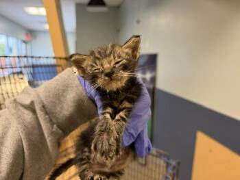 LENNY -  Domestic Short Hair Cat Available for Adoption in Doral, Florida - LENNY | PetCurious