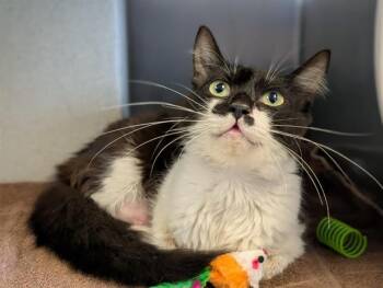 A882824 -  Domestic Short Hair Cat for Adoption in Camarillo, California - A882824 | PetCurious