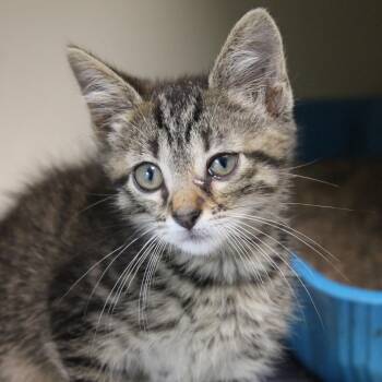 Jeremy -  Domestic Short Hair Cat for Adoption in Hattiesburg, Mississippi - Jeremy | PetCurious