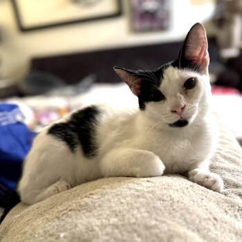 Rescue Domestic Short Hair Cats for Adoption in Houston, Texas - Angie | PetCurious