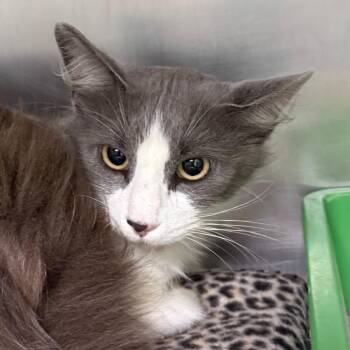 Domestic Long Hair Cats Available for Adoption in Jacksonville, Arkansas - Indy | PetCurious