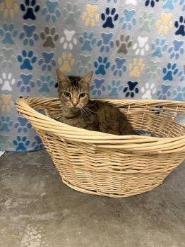 Domestic Medium Hair Cats Available for Adoption in Rosenberg, Texas - ARIEL | PetCurious