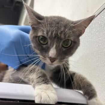 Crystal -  Domestic Short Hair Cat for Adoption in Tampa, Florida - Crystal | PetCurious