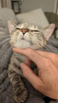 Gidget -  Domestic Short Hair Cat for Adoption in New Orleans, Louisiana - Gidget | PetCurious