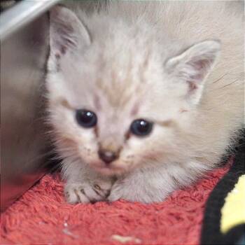 Marylyn -  Siamese Cat for Adoption in Evensville, Tennessee - Marylyn | PetCurious