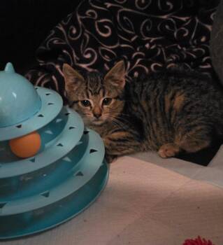 Thelma -  American Shorthair Cat for Adoption in Hagaman, New York - Thelma | PetCurious