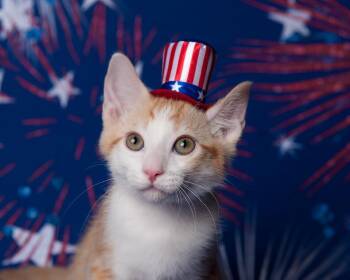 Chipper Le Chat -  Domestic Short Hair Cat for Adoption in Chandler, Arizona - Chipper Le Chat | PetCurious