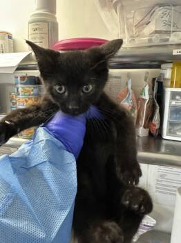 Rescue Domestic Short Hair Cats for Adoption in Vallejo, California - Dina | PetCurious