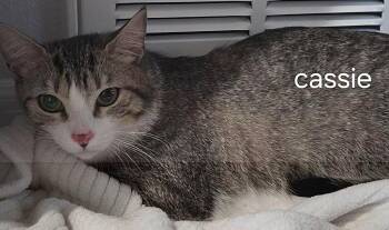 Domestic Short Hair Cats Available for Adoption in Oviedo, Florida - Cassie | PetCurious
