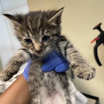 Domestic Short Hair Cats Available for Adoption in Pasadena, California - Einstein | PetCurious