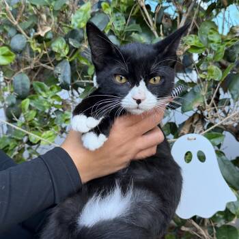 Miles -  Tuxedo Cat for Adoption in South El Monte, California - Miles | PetCurious