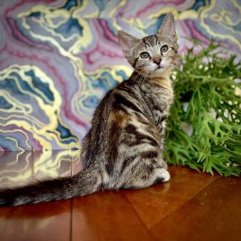 Rescue Tabby Cats for Adoption in Allen, Texas - Valentina | PetCurious