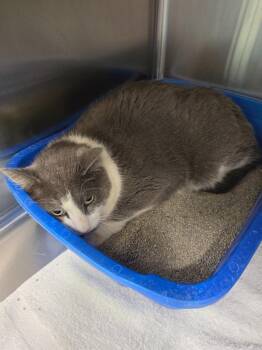 Mel -  Domestic Short Hair Cat for Adoption in Athens, Tennessee - Mel | PetCurious
