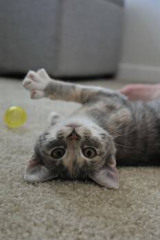 Celeste (bonded with Luna) -  Domestic Short Hair Cat for Adoption in Odenton, Maryland - Celeste (bonded With Luna) | PetCurious