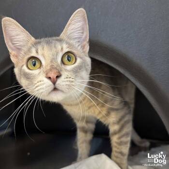 Brandy -  Domestic Short Hair Cat for Adoption in Washington, District Of Columbia - Brandy | PetCurious