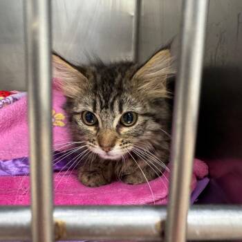 Jane -  Domestic Medium Hair Cat for Adoption in Pekin, Illinois - Jane | PetCurious