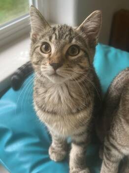 Domestic Short Hair Cats Available for Adoption in Vashon, Washington - Sprouts | PetCurious