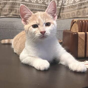 Stilton -  Domestic Short Hair Cat for Adoption in Lewis Center, Ohio - Stilton | PetCurious