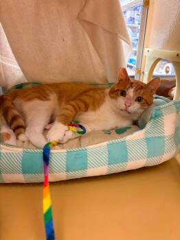 Bud -  Domestic Short Hair Cat for Adoption in Burnaby, British Columbia - Bud | PetCurious