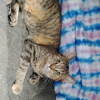 Rescue Domestic Short Hair Cats for Adoption in Decherd, Tennessee - Edith Frank | PetCurious