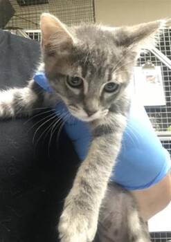 A432007 -  Domestic Short Hair Cat for Adoption in Conroe, Texas - A432007 | PetCurious