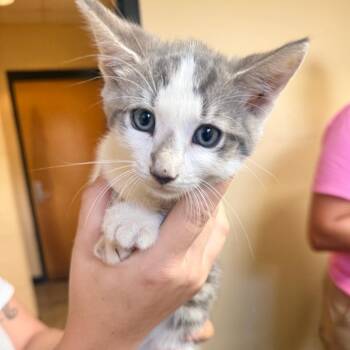 Rolli -  Domestic Short Hair Cat for Adoption in Corinth, Mississippi - Rolli | PetCurious