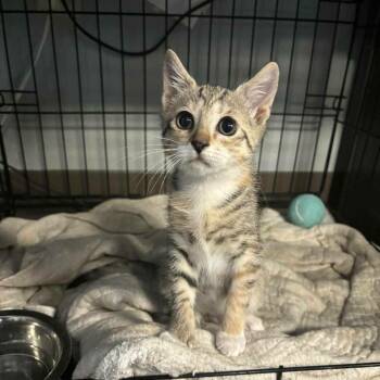 Lucille -  Domestic Short Hair Cat for Adoption in Lutz, Florida - Lucille | PetCurious