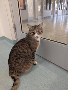 Dave -  Domestic Short Hair Cat for Adoption in Winnipeg, Manitoba - Dave | PetCurious