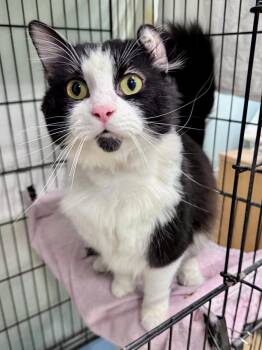 Domestic Long Hair Cats Available for Adoption in Scottsburg, Indiana - PopTart | PetCurious