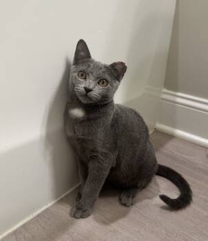 Rescue Domestic Short Hair Cats for Adoption in Glen Raven, North Carolina - AMBER | PetCurious