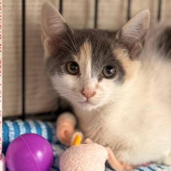 Josefina -  Domestic Short Hair Cat for Adoption in Cumming, Georgia - Josefina | PetCurious