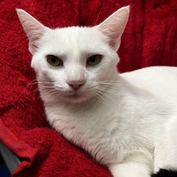 Angel -  Domestic Short Hair Cat for Adoption in La Grange, Kentucky - Angel | PetCurious