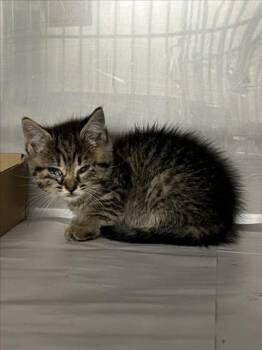 *COCO -  Domestic Short Hair Cat for Adoption in Woodland, California - *COCO | PetCurious