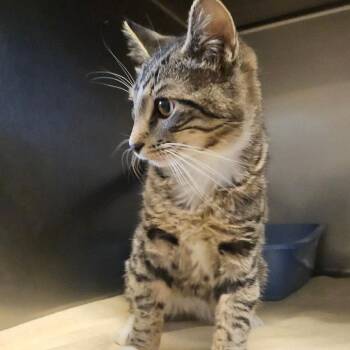 Domestic Short Hair Cats Available for Adoption - Charlie | PetCurious