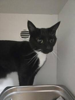 Domestic Short Hair Cats Available for Adoption in Savannah, Georgia - Haru | PetCurious