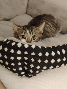 Acorn -  Domestic Short Hair Cat for Adoption in Bayonne, New Jersey - Acorn | PetCurious