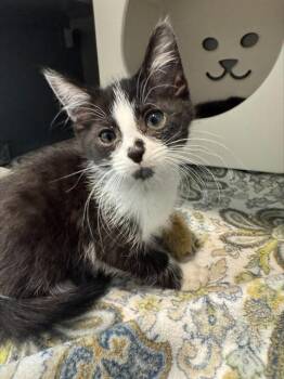 VENUS FLY TRAP -  Domestic Short Hair Cat for Adoption in Leesburg, Virginia - VENUS FLY TRAP | PetCurious